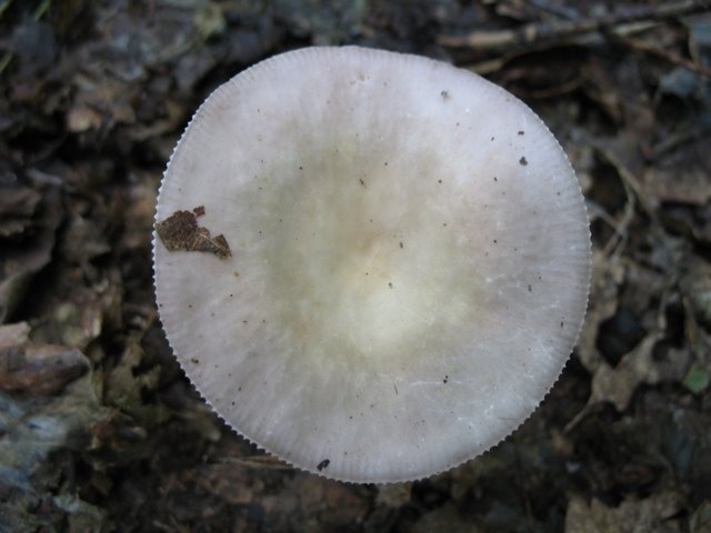 2007 05 Myco avec la SMF 03